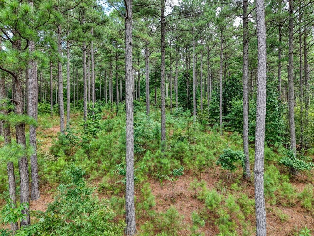 Lot 169 Thirteen Hundred, Blairsville GA 30512 - Photo