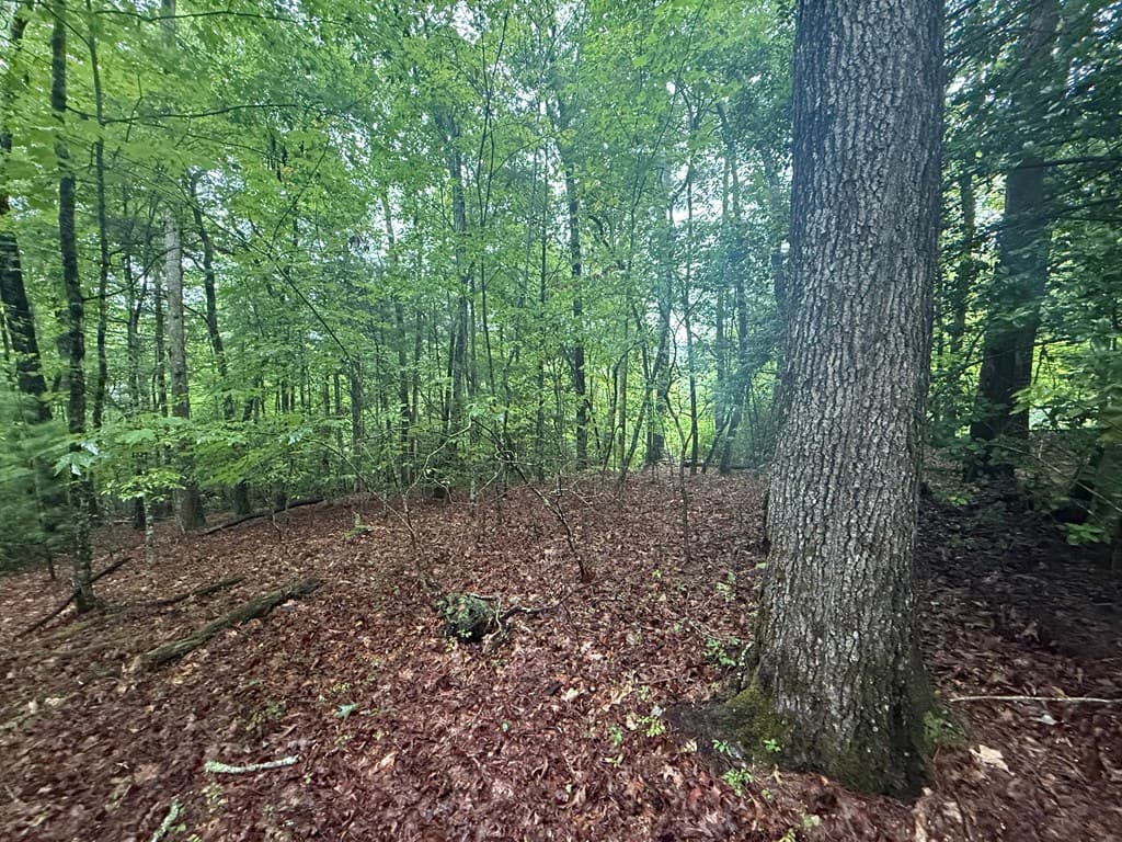 Lot 15 White Pine Drive, Hayesville NC 28904 - Photo
