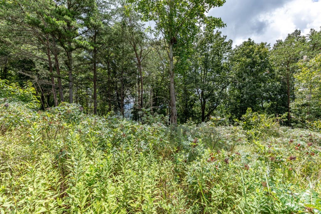 Lot T-5 Talona Mountain Road, Ellijay GA 30563 - Photo