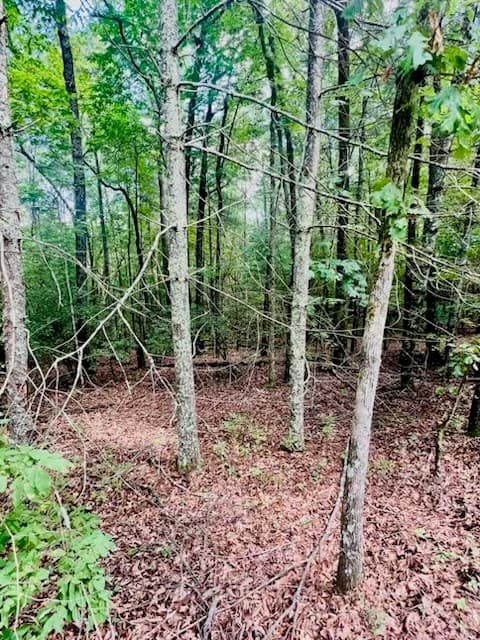 Lot 42 Squirrel Hunting Road, Ellijay GA 30540 - Photo
