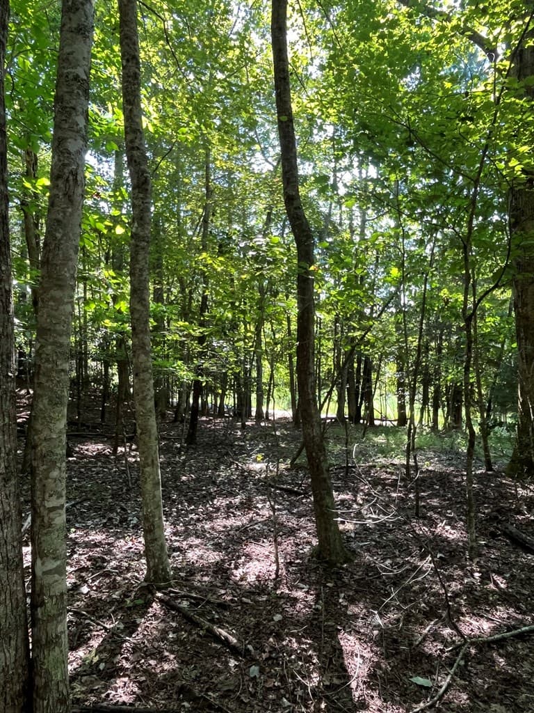 Lot 17 Hidden Branch Drive, Young Harris GA 30582 - Photo