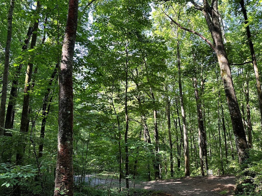 Lot 19 Burnt Leaf, Hayesville NC 28904 - Photo