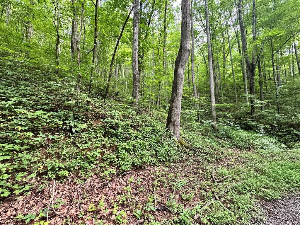Lot 19 Burnt Leaf, Hayesville NC 28904 - Primary photo