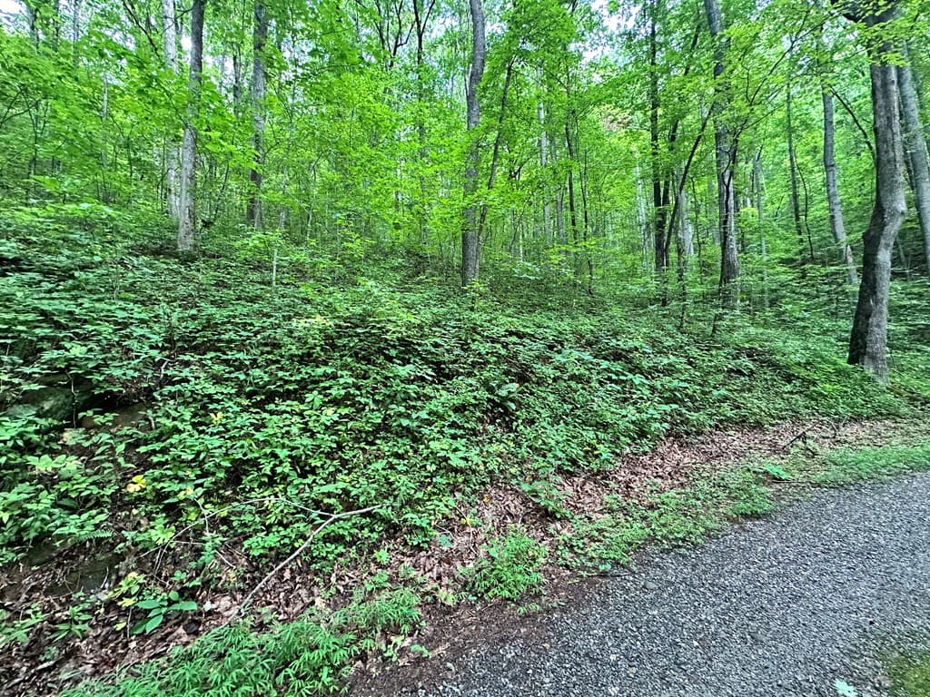 Lot 19 Burnt Leaf, Hayesville NC 28904 - Photo
