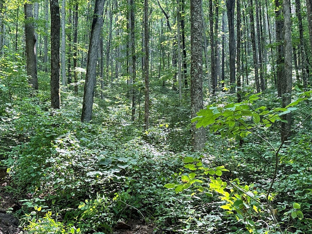 Lot 19 Burnt Leaf, Hayesville NC 28904 - Photo