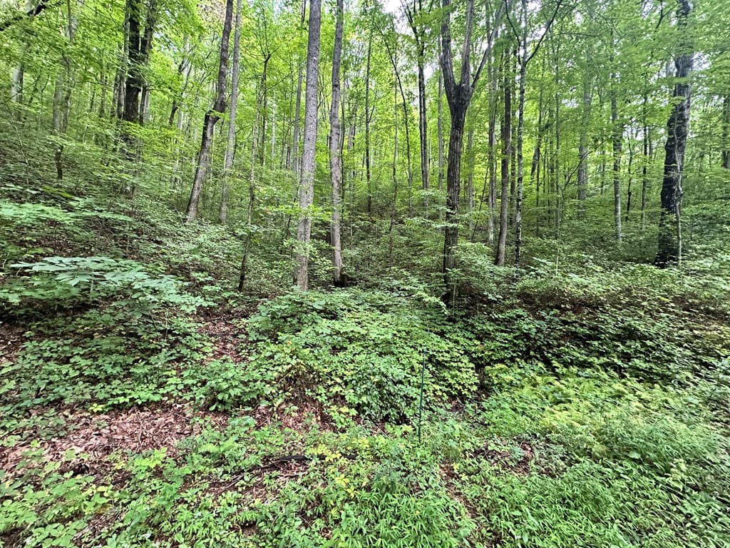 Lot 19 Burnt Leaf, Hayesville NC 28904 - Photo