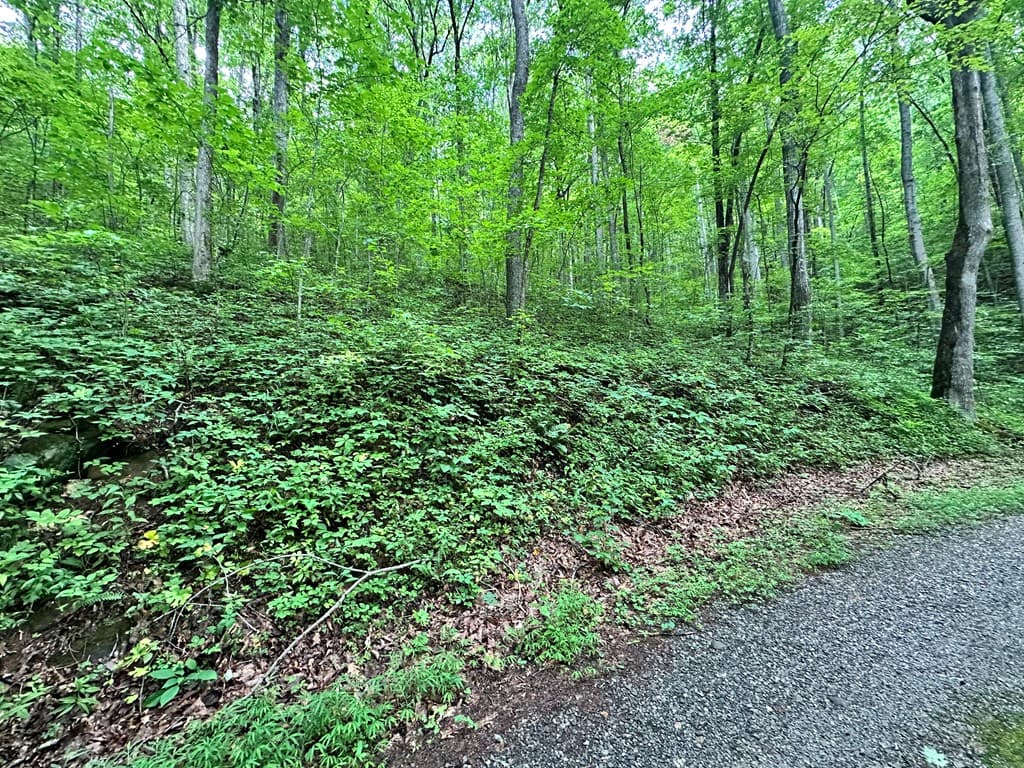 Lot 19 Burnt Leaf, Hayesville NC 28904 - Photo