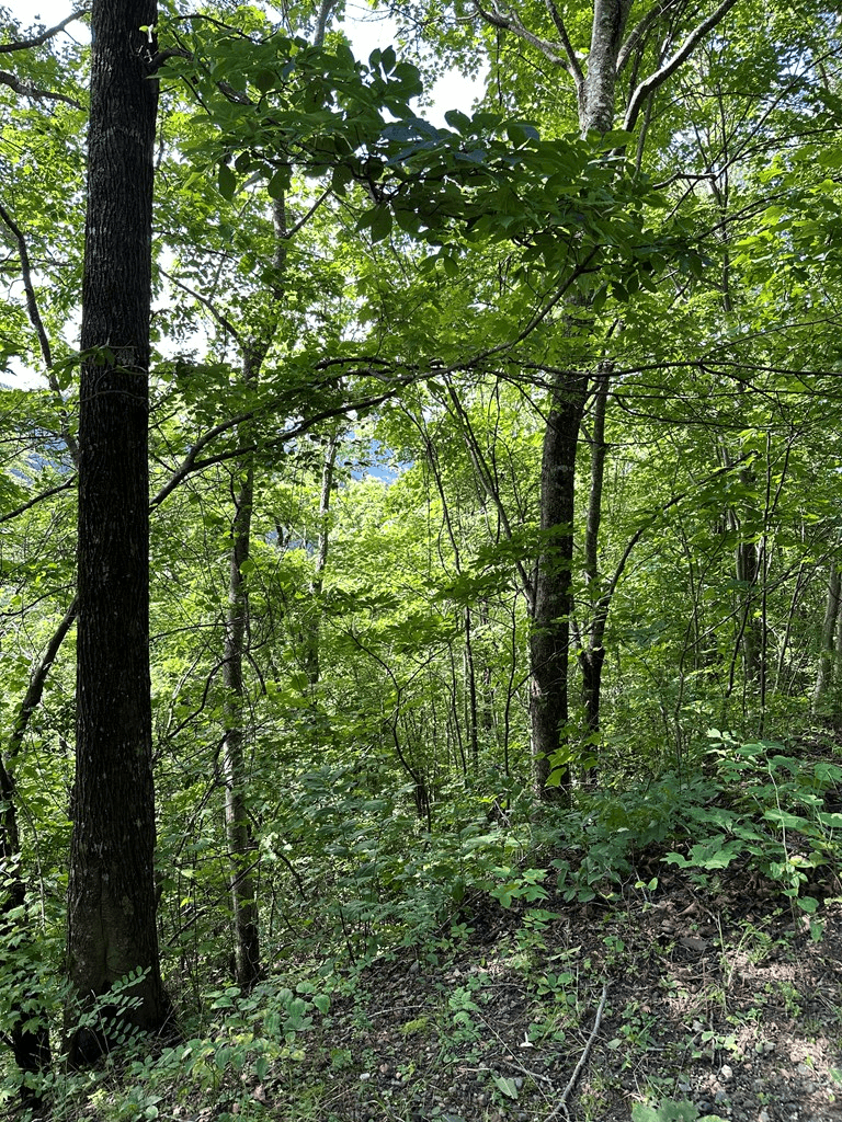 Lot 19 Burnt Leaf, Hayesville NC 28904 - Photo