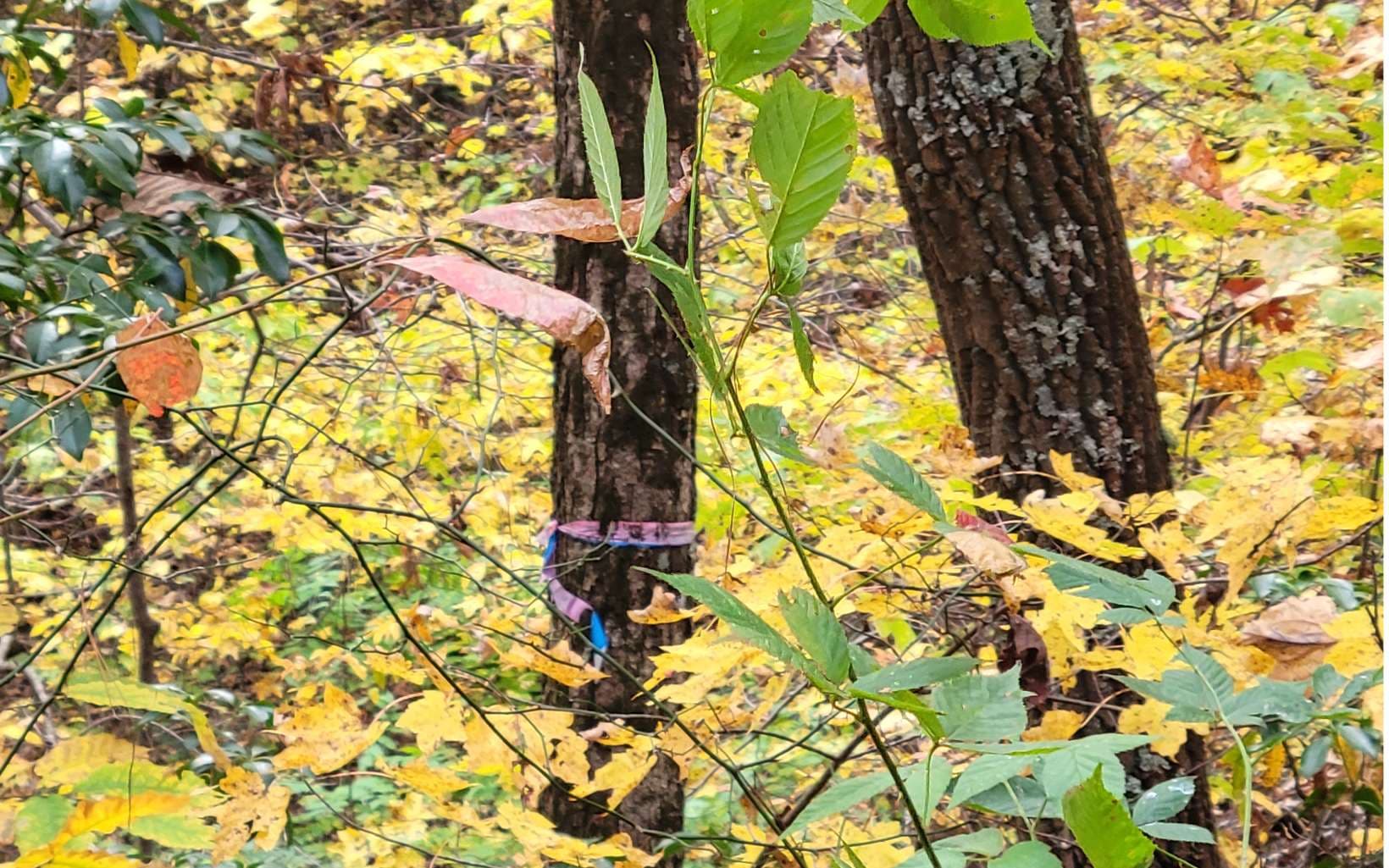 14 AC Old Burnt Mountain, Ellijay GA 30540 - Photo