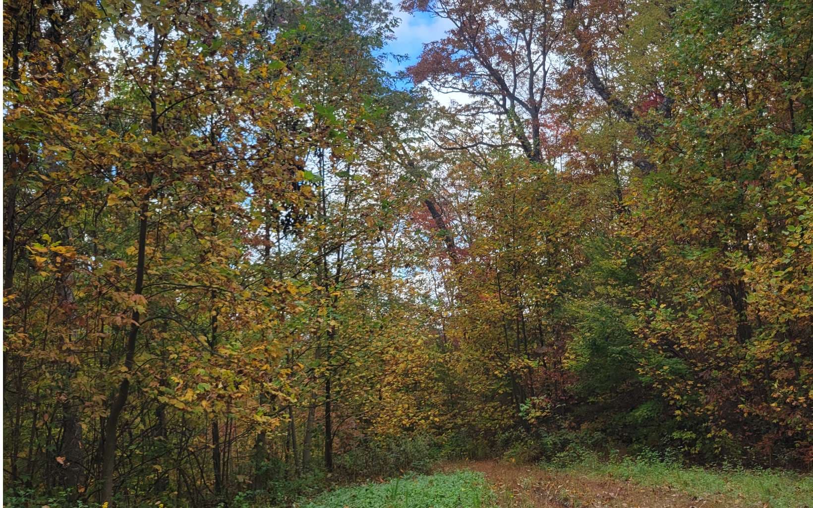 14 AC Old Burnt Mountain, Ellijay GA 30540 - Photo