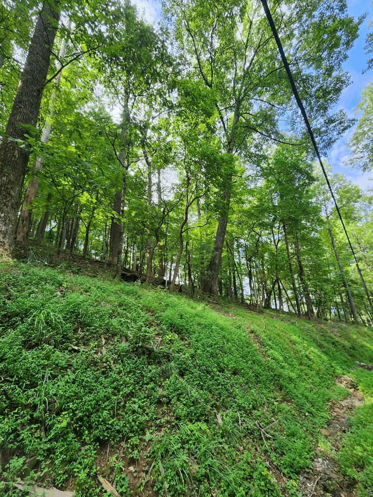 LT M212E Walnut Ridge, Ellijay GA 30540 - Photo