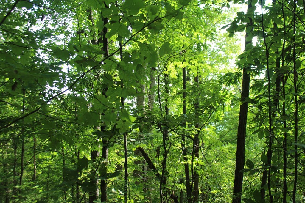 Lot 20 Skid Strip Lane, Hayesville NC 28904 - Photo