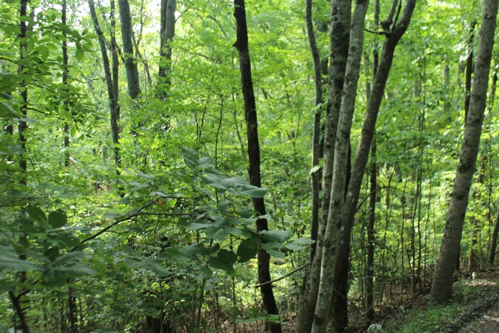 Lot 20 Skid Strip Lane, Hayesville NC 28904 - Photo