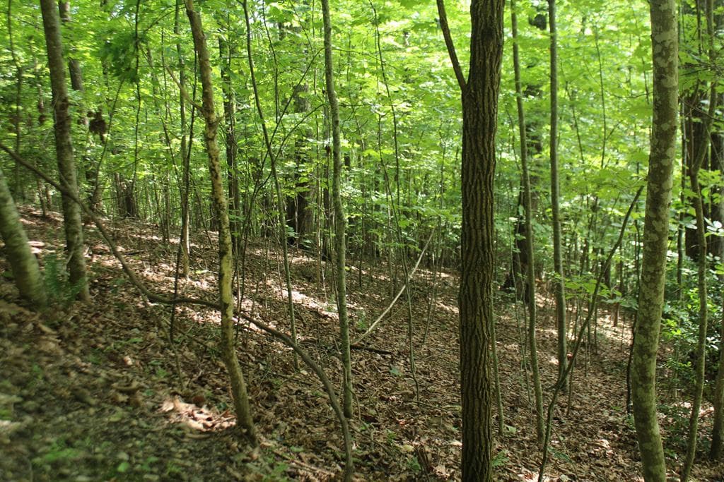 Lot 20 Skid Strip Lane, Hayesville NC 28904 - Photo