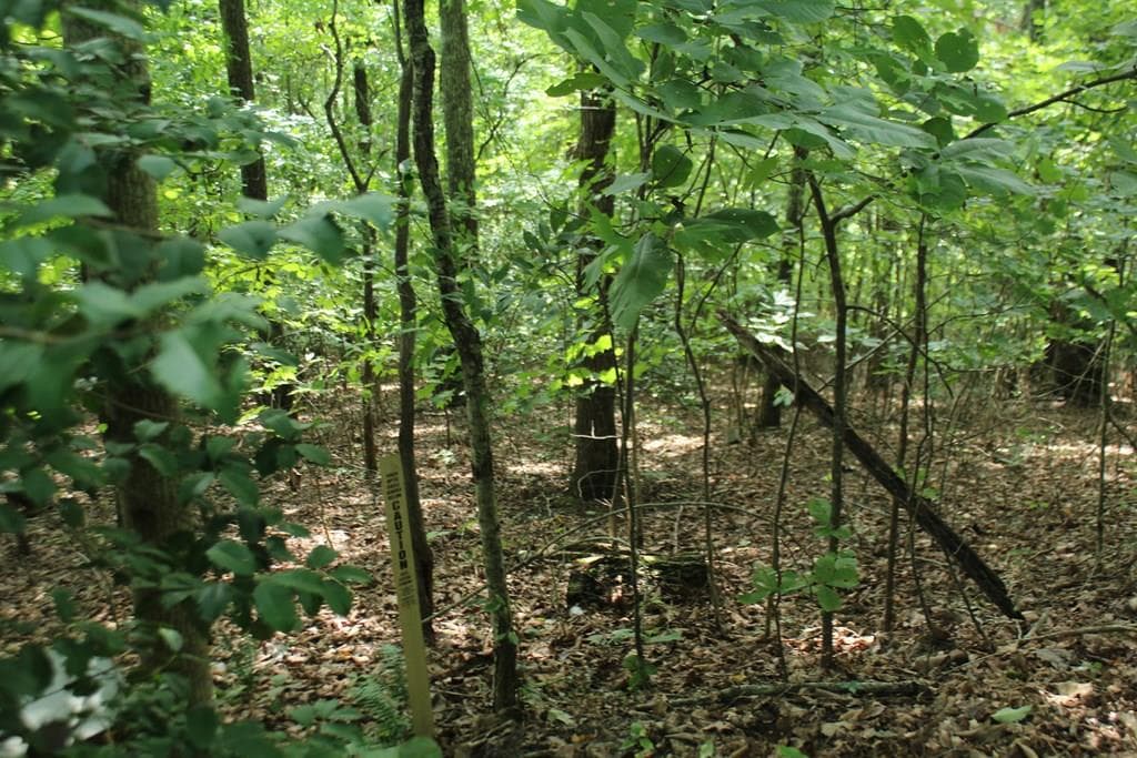 Lot 20 Skid Strip Lane, Hayesville NC 28904 - Primary photo
