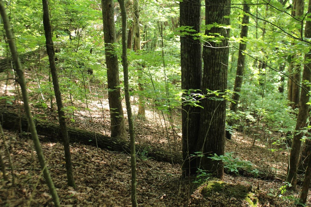 Lot 20 Skid Strip Lane, Hayesville NC 28904 - Photo