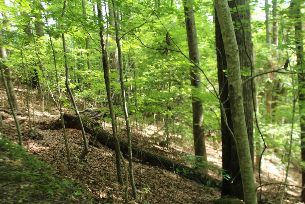 Lot 20 Skid Strip Lane, Hayesville NC 28904 - Photo