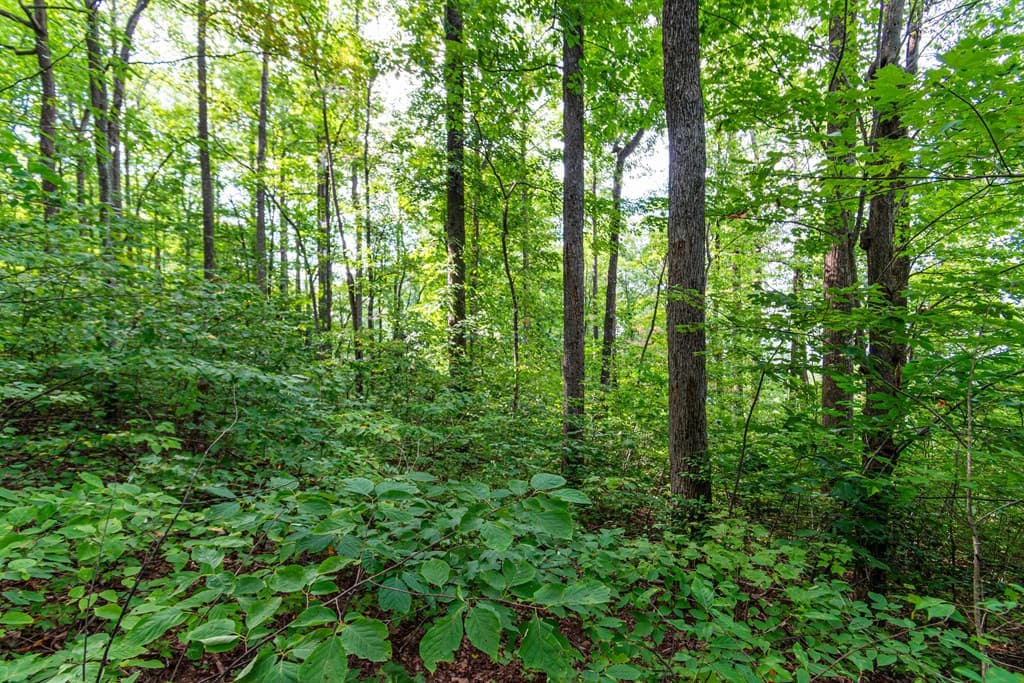 Lot 219 Stone Cliff Drive, Jasper GA 30143 - Photo