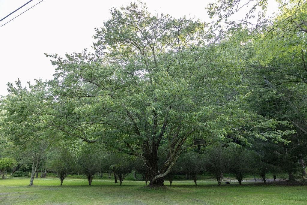 141 Friendship Lane, Mineral Bluff GA 30559 - Photo