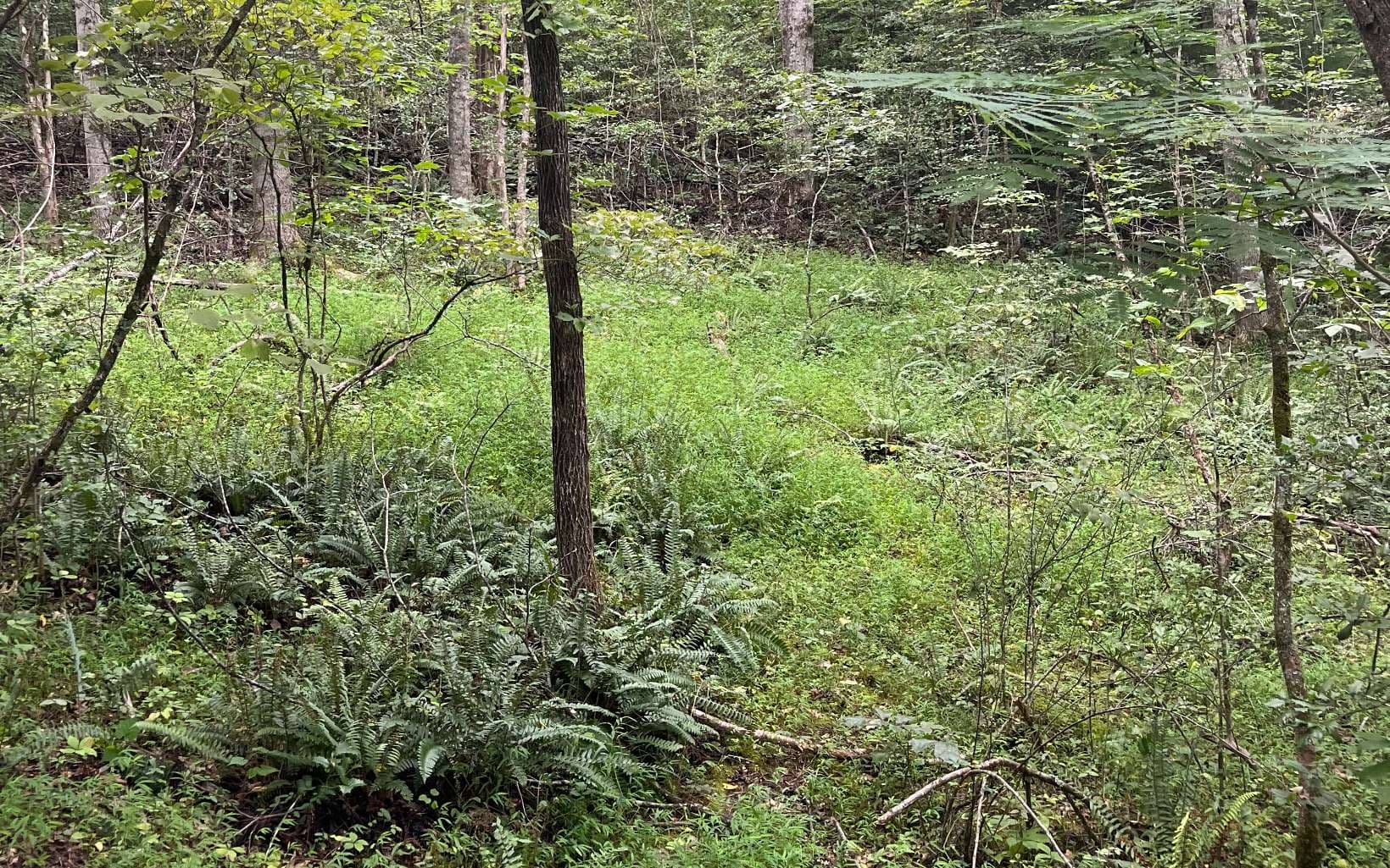 LOT 12 Kilpatrick Point Terrace, Hayesville NC 28904 - Photo