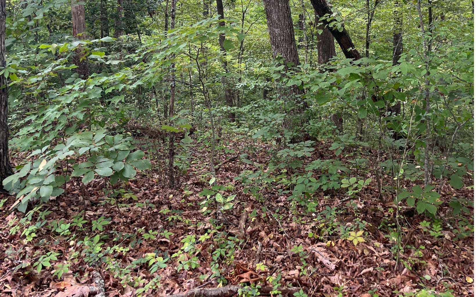 LOT 12 Kilpatrick Point Terrace, Hayesville NC 28904 - Photo
