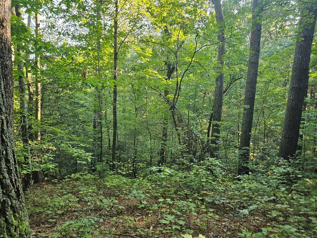 0 Bates Drive, Ellijay GA 30540 - Photo