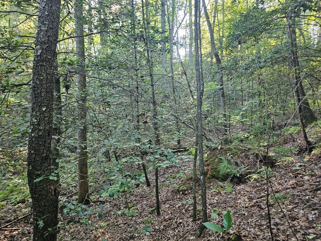 0 Bates Drive, Ellijay GA 30540 - Photo