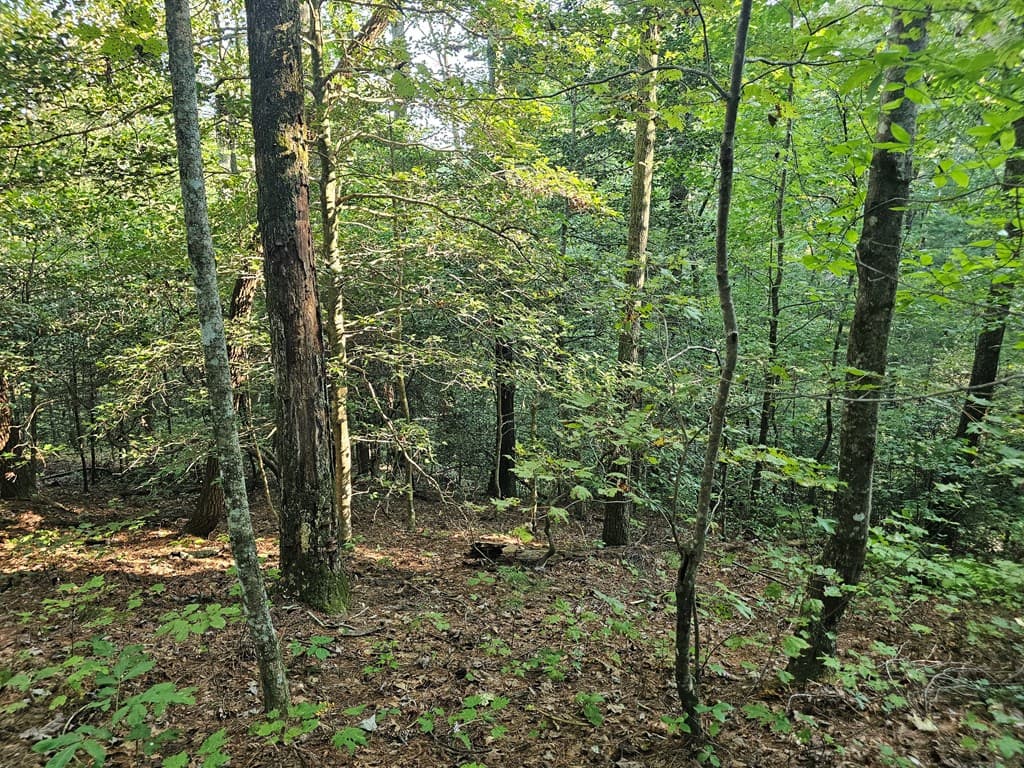 0 Bates Drive, Ellijay GA 30540 - Photo