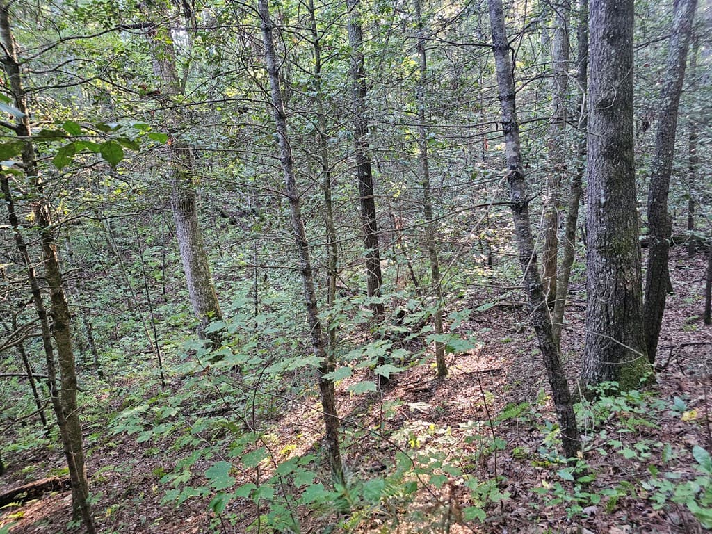 0 Bates Drive, Ellijay GA 30540 - Photo