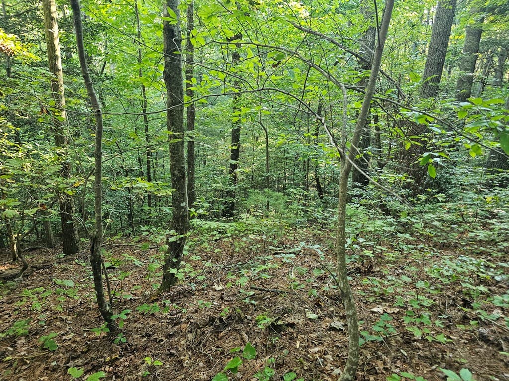0 Bates Drive, Ellijay GA 30540 - Photo