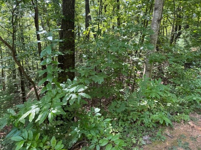 14 Abbott Mill Road, Ellijay GA 30540 - Photo
