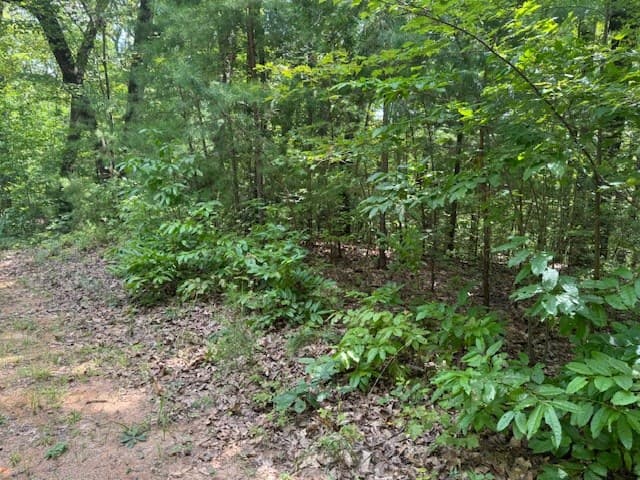 14 Abbott Mill Road, Ellijay GA 30540 - Photo