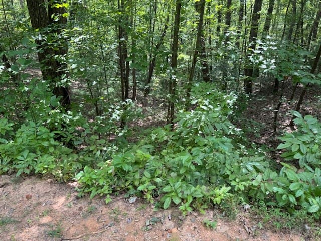 14 Abbott Mill Road, Ellijay GA 30540 - Photo