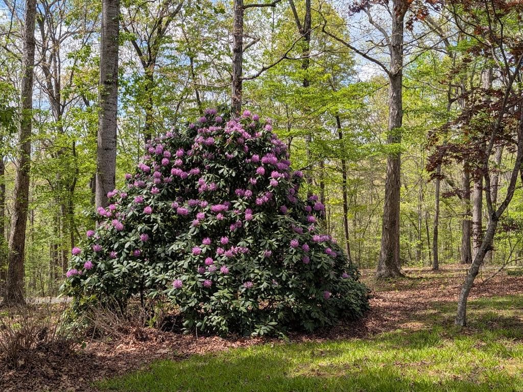 223 Mountain Breezes Drive, Hayesville NC 28904 - Photo