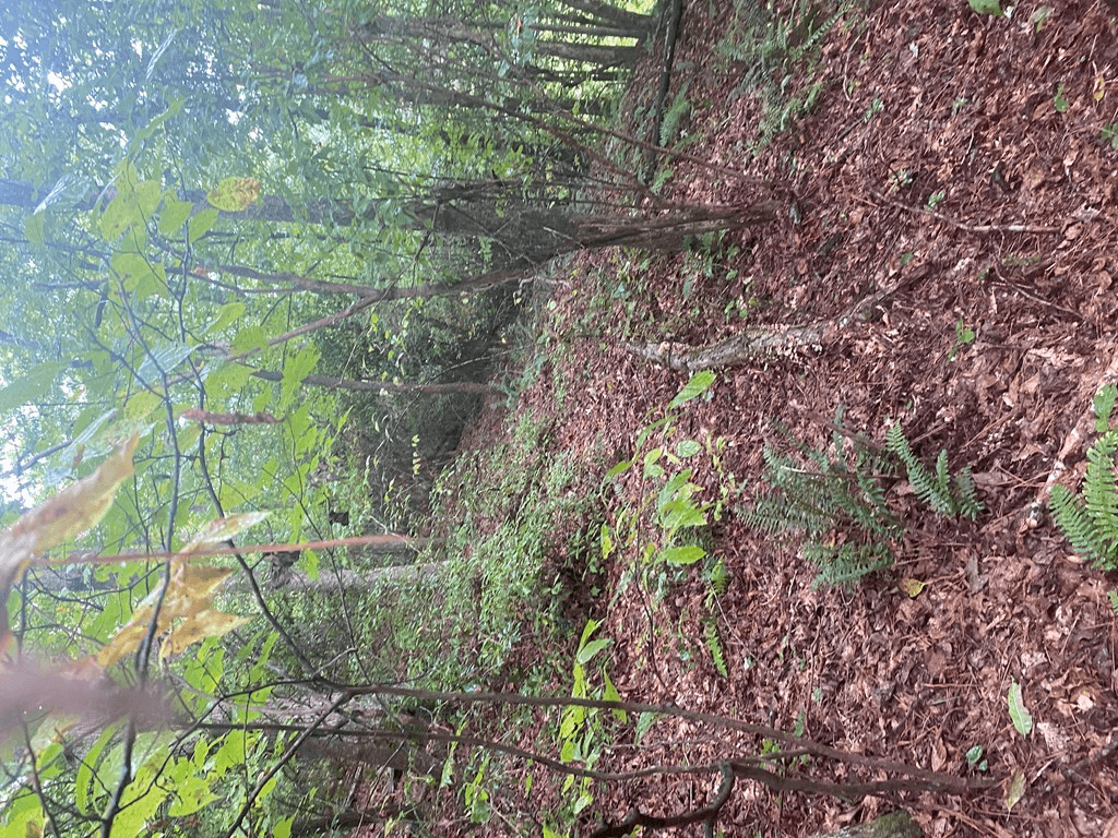 27 Mountain Creek Hollow Drive, Talking Rock GA 30175 - Photo