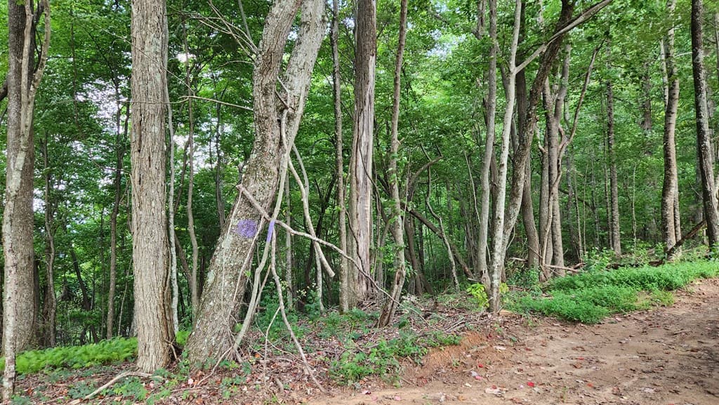 Lot 32 Calvender Road, Turtletown TN 37317 - Photo