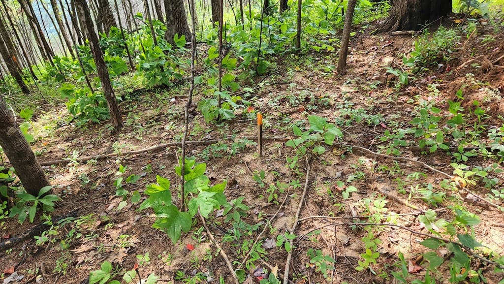 Lot 32 Calvender Road, Turtletown TN 37317 - Photo