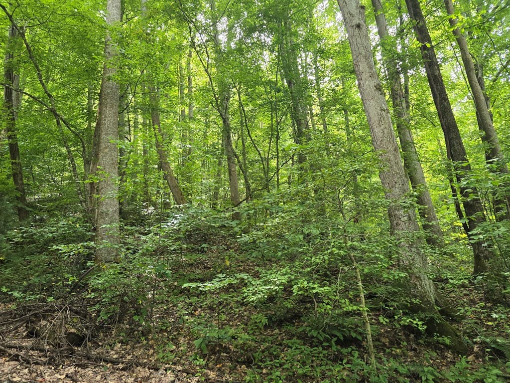 5.054 ac E Hwy 64, Hayesville NC 28904 - Photo