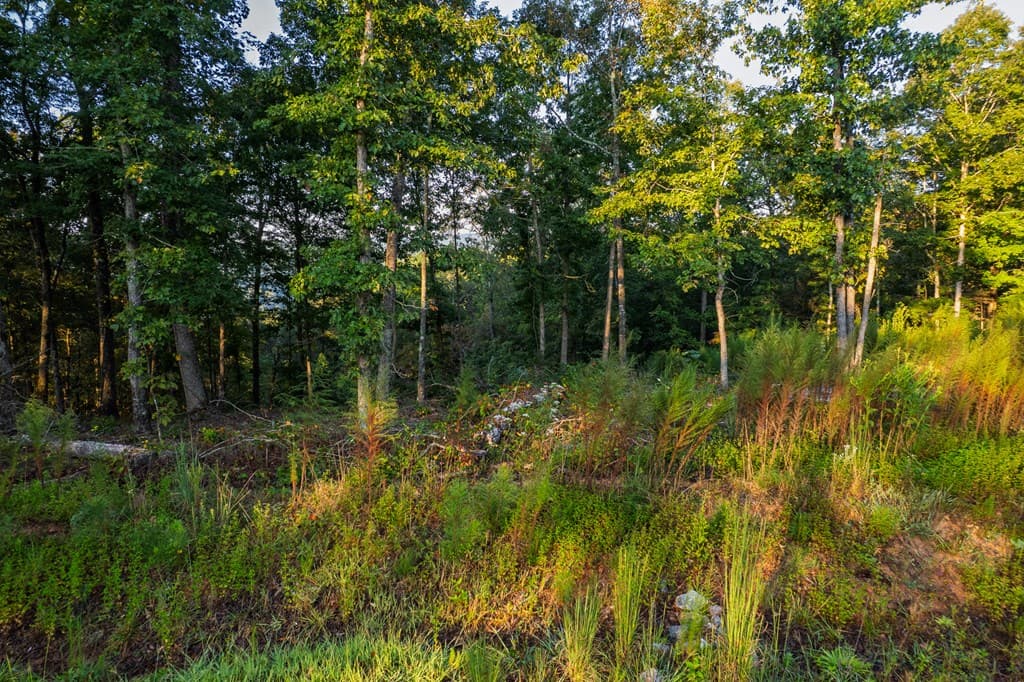 Lot 290 Anglers Ridge Road, Talking Rock GA 30175 - Photo