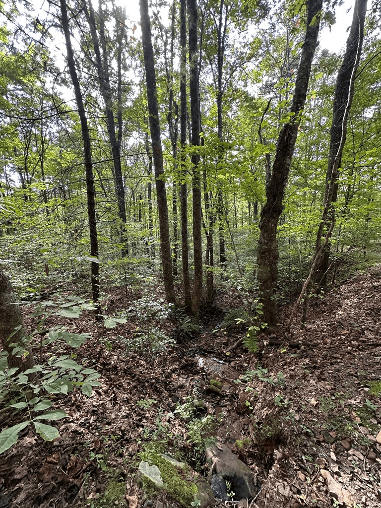 Tr 1 Burning Ember, Murphy NC 28906 - Photo