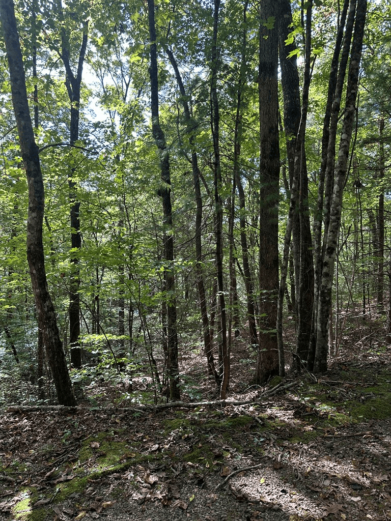 Tr 1 Burning Ember, Murphy NC 28906 - Photo
