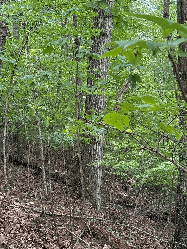 TRACT 4 Morgan Ridge Drive, Young Harris GA 30582 - Photo