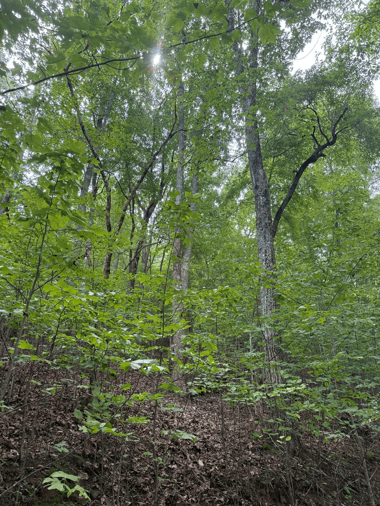 TRACT 4 Morgan Ridge Drive, Young Harris GA 30582 - Photo