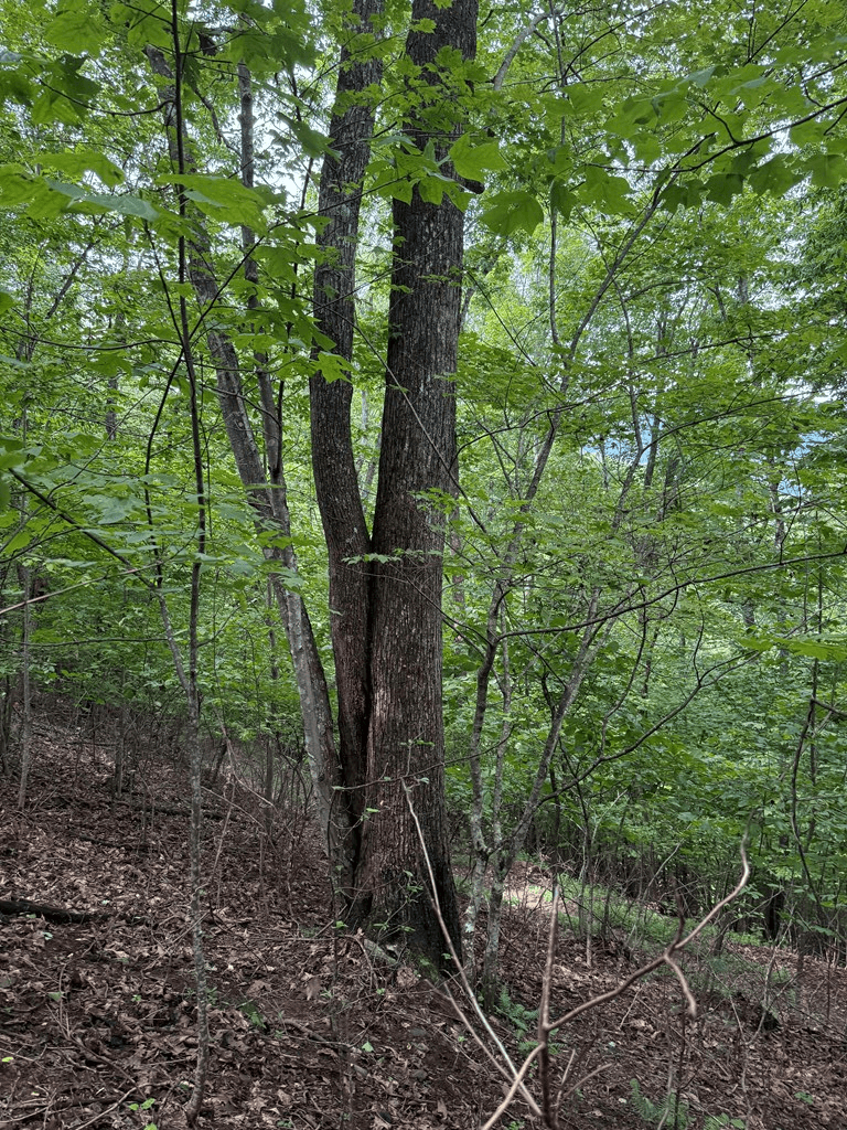 TRACT 4 Morgan Ridge Drive, Young Harris GA 30582 - Photo