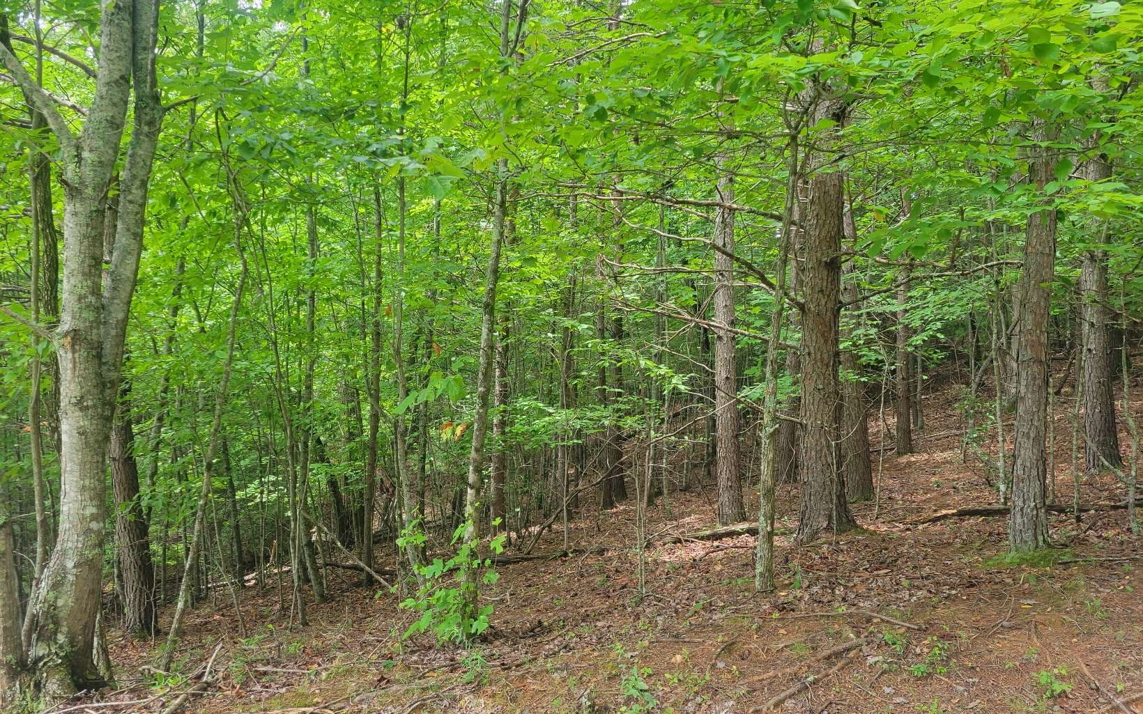 Lot 22B Longview Drive, Hayesville NC 28904 - Photo