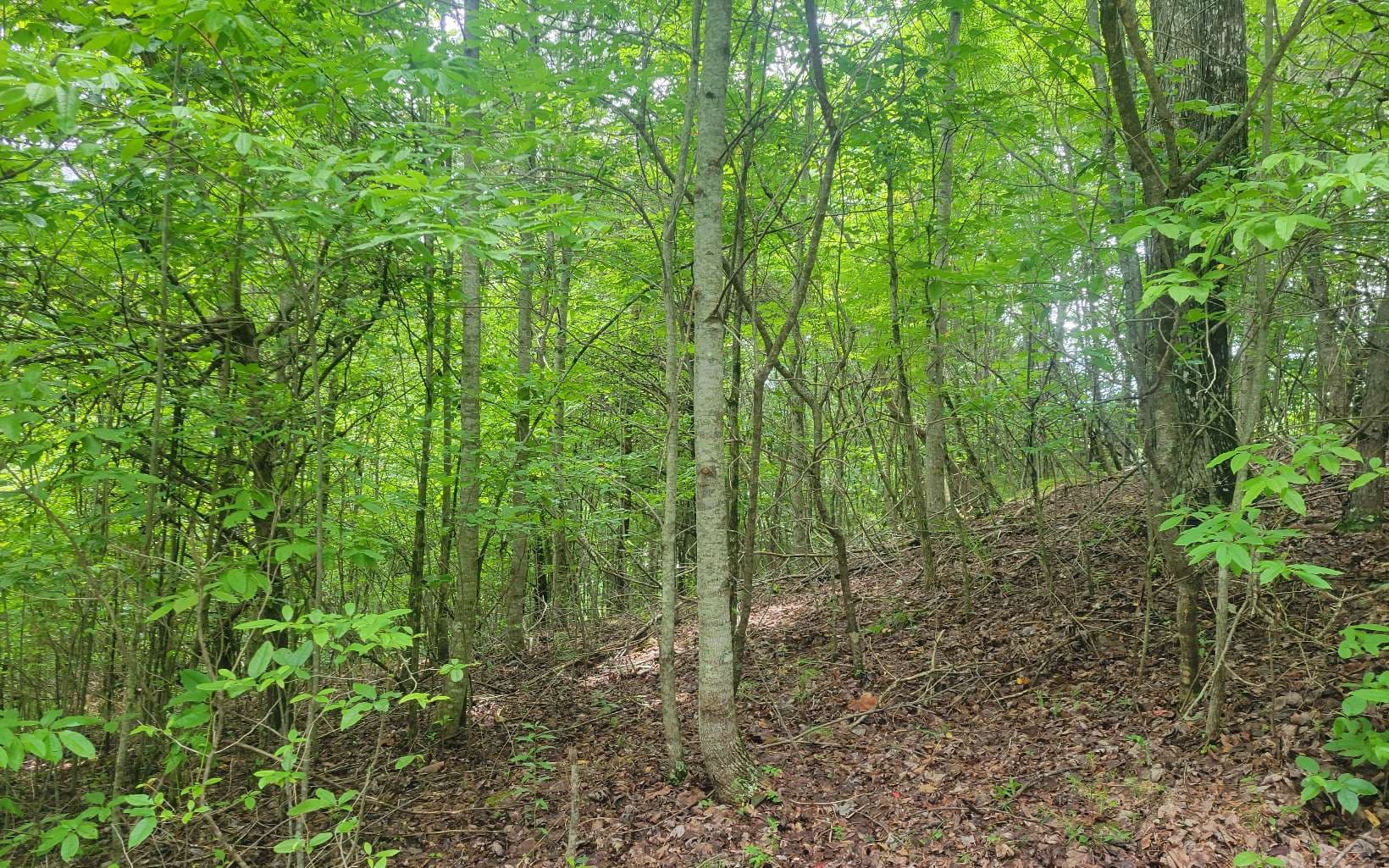 Lot 22B Longview Drive, Hayesville NC 28904 - Photo