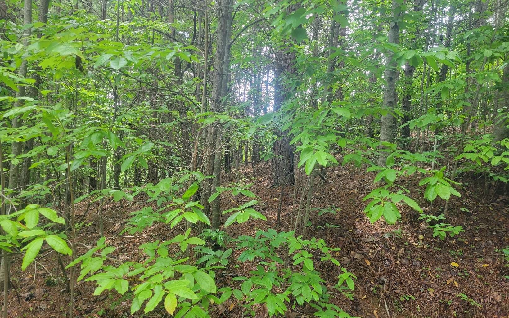 Lot 22B Longview Drive, Hayesville NC 28904 - Photo