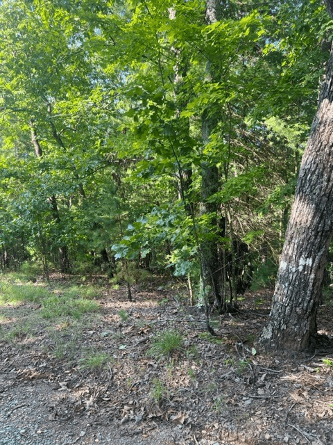 LT 33 Buck Creek Road, Ellijay GA 30540 - Photo