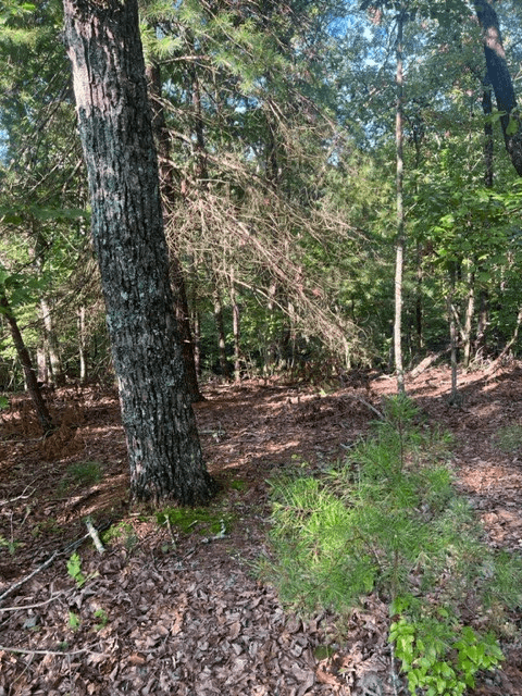 LT 33 Buck Creek Road, Ellijay GA 30540 - Photo