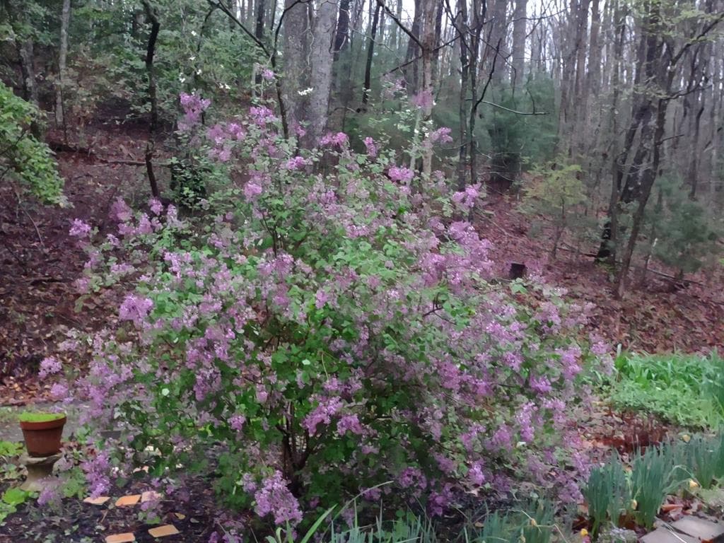 64 Timberline Road, Murphy NC 28906 - Photo